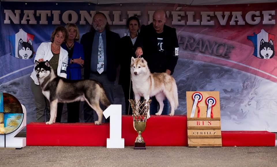 Bloodsnow - National d'élevage 2017 Dolly BEST IN SHOW !!!