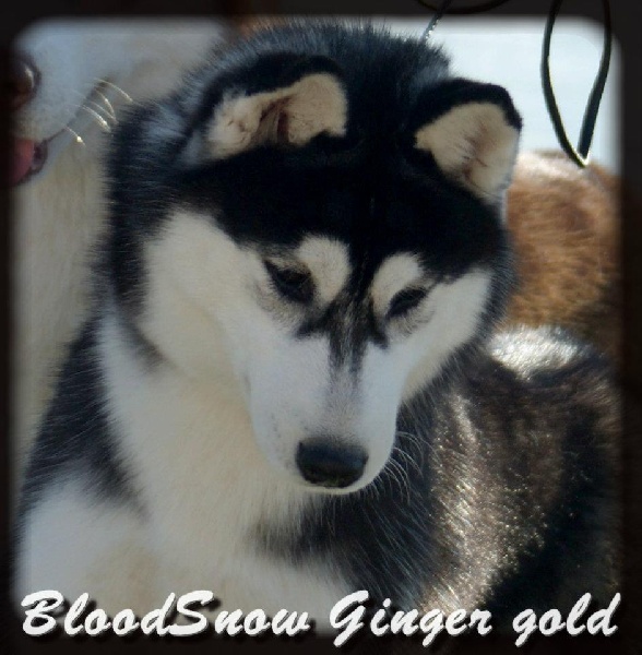 Bloodsnow Ginger gold