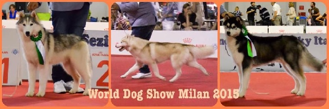 Bloodsnow - World Dog Show Milan