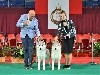  - Monaco dog show