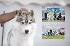  - Bosnie et Montenegro dog shows