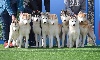  - 6 CACIB Dubrovnik and Zadar dog shows