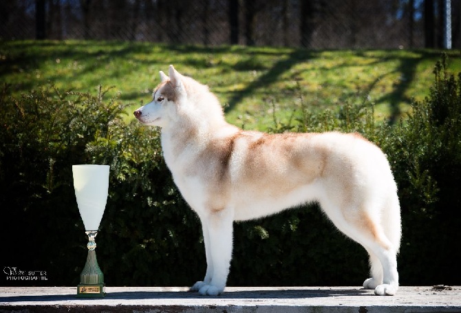 Bloodsnow - CACIB Limoges (Siberian Husky Speciality)