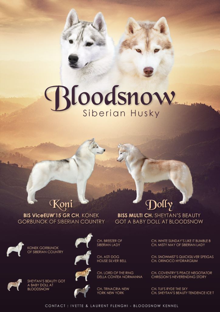 chiot Siberian Husky Bloodsnow