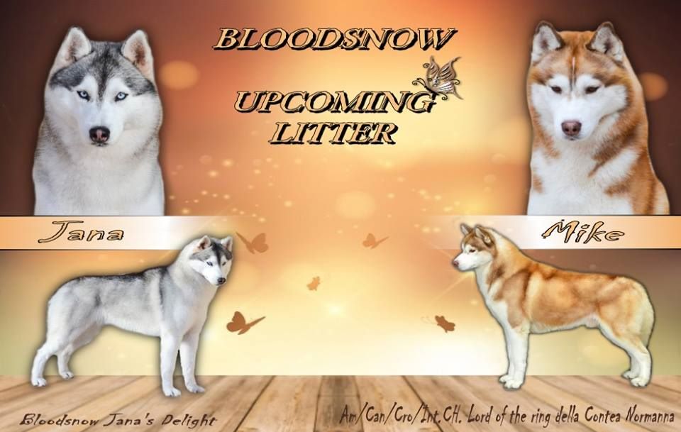 Bloodsnow - Siberian Husky - Portée née le 25/06/2017