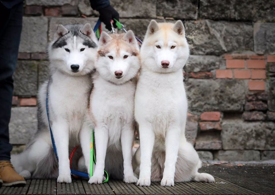 Bloodsnow - Fehova Winter Dogshow (Budapest)