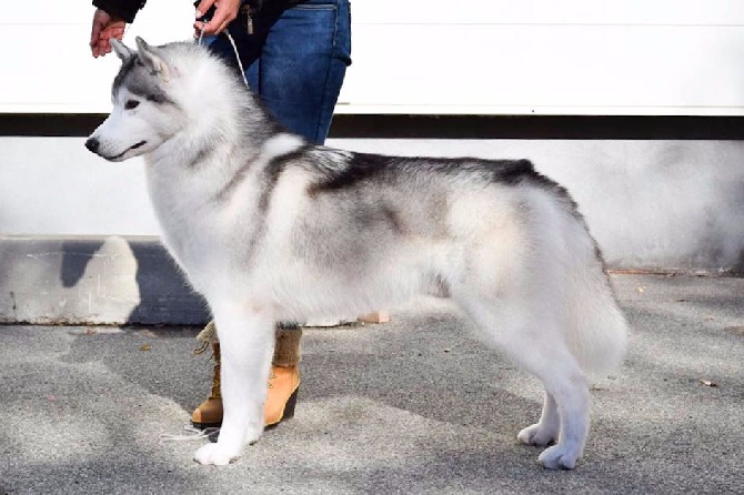 Bloodsnow - CACIB St-Etienne (Spécial Siberian Husky)