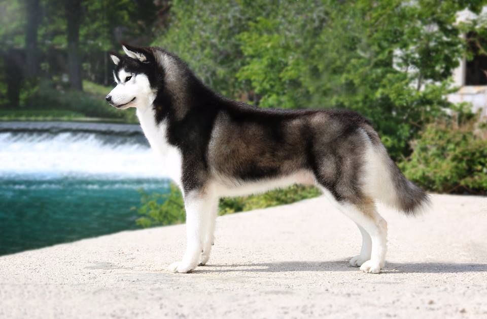 Bloodsnow - Jagger Champion de Croatie