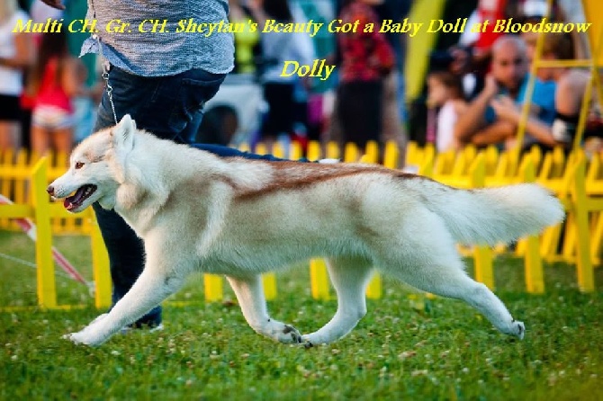 Bloodsnow - Dolly TOP Siberian Husky France 2016 !!!!