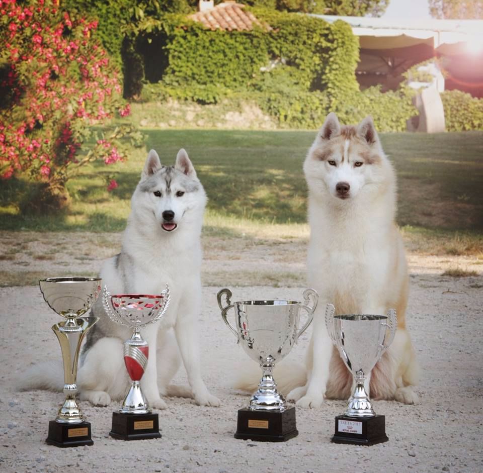 Bloodsnow - Trest Dog Show